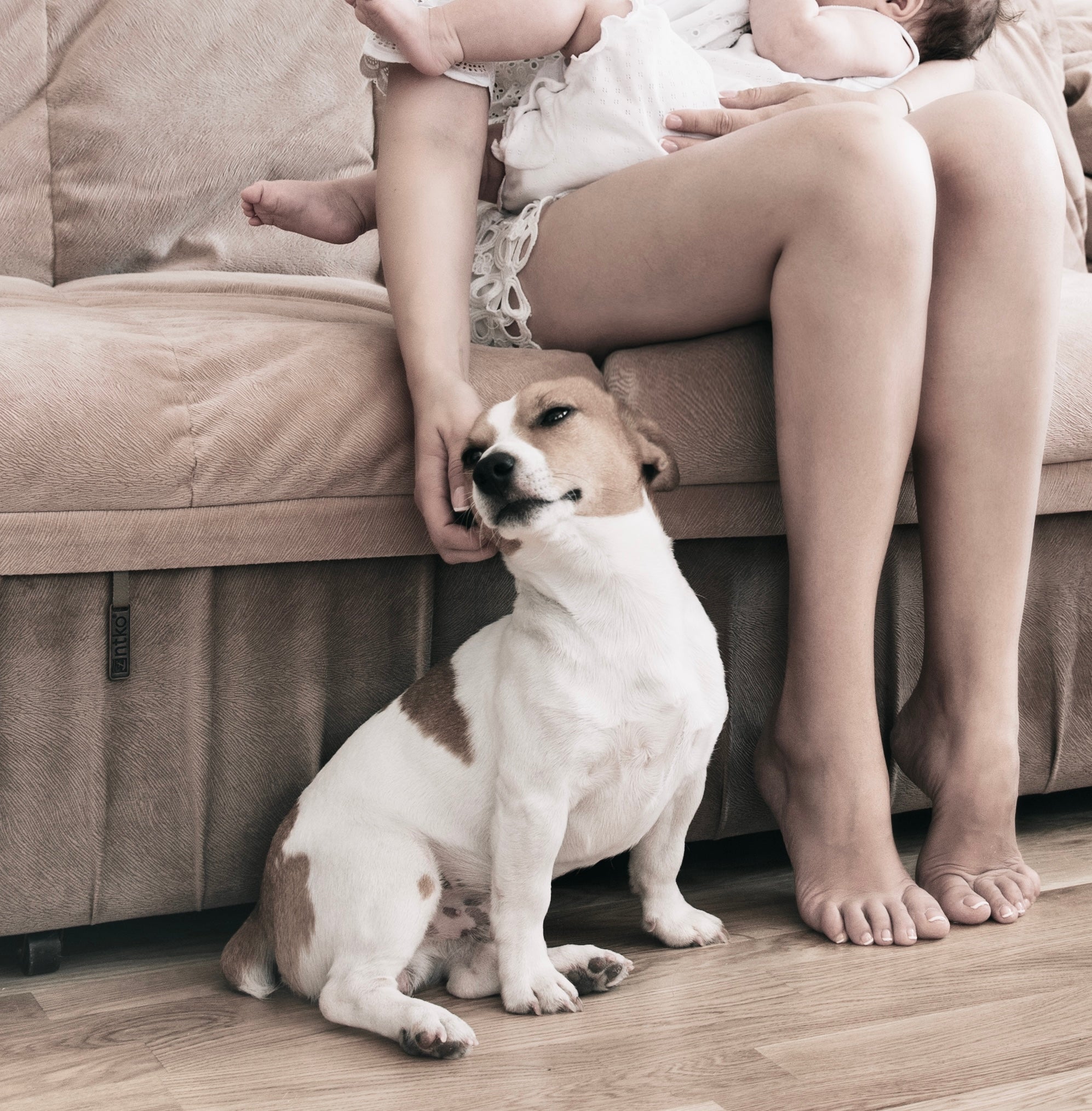 ペットのアクセサリー